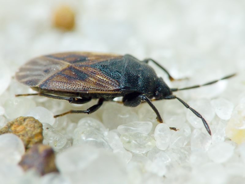 Drymus (Sylvadrymus) sylvaticus (Fabricius, 1775)